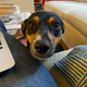 Image for article titled Just Some Nice Pictures of Our Pets to Look at For No Particular Reason